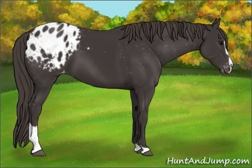 Horse Color: Unknown 