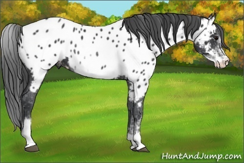 Horse Color: Unknown 