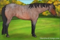 Horse Color:Bay Roan 
