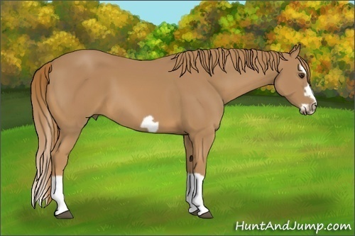 Horse Color: Unknown 