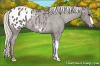 Horse Color:Silver Black Blanket Rabicano 