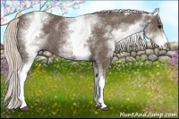 Horse Color:White Spotted Silver Black
