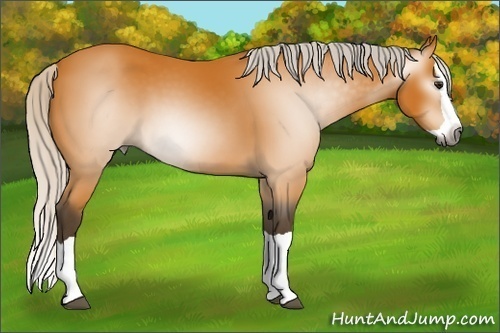 Horse Color:Gray Silver Buckskin Splash 