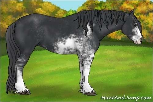 Horse Color:Black Sabino