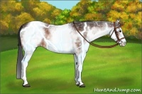 Horse Color:White Spotted Bay Rabicano 