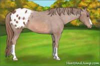 Horse Color:Chestnut Appaloosa 