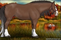 Horse Color:Bay Sabino Splash Rabicano 
