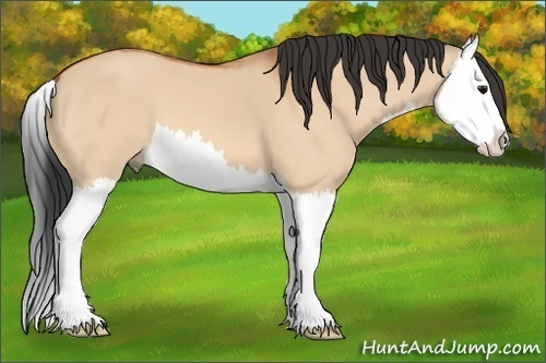 Horse Color: Bay Dun Splash 