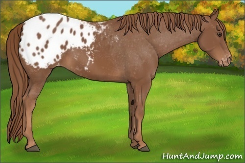 Horse Color:Chestnut Appaloosa 
