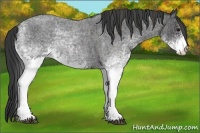 Horse Color:White Spotted Blue Roan Rabicano  Brindle