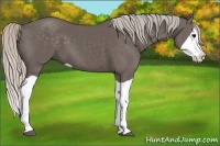 Horse Color:Silver Black Splash 