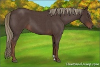 Horse Color:Liver Red Roan 