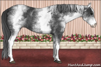 Horse Color:White Spotted Brown 