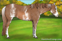 Horse Color:White Spotted Chestnut Splash