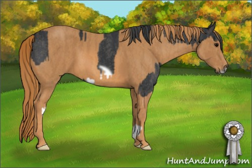 Horse Color: Blue Roan Splash Frame  Brindle