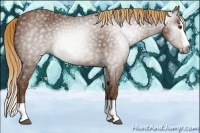 Horse Color:Gray Chestnut Splash