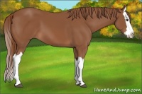 Horse Color:Chestnut Splash 