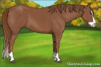 Horse Color:Chestnut Splash 