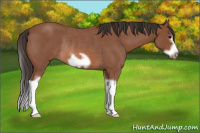 Horse Color:Unknown 