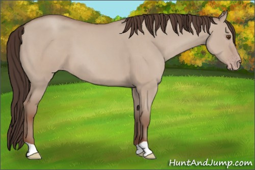 Horse Color:Classic Champagne Dun 