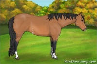 Horse Color:Bay Sabino