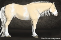 Horse Color:White Spotted Gold Cream Champagne 