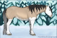 Horse Color:Bay Dun Splash