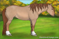 Horse Color:Liver Red Dun 