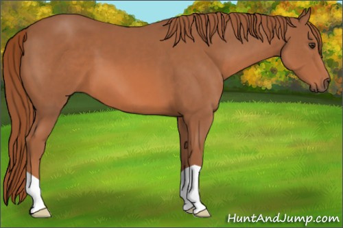 Horse Color: Chestnut 