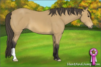 Horse Color:Buckskin 