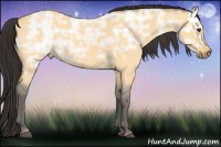 Horse Color:Buckskin Ice Roan Dun 