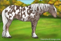 Horse Color:White Spotted Liver Chestnut Mushroom Sabino Near Leopard Rabicano 