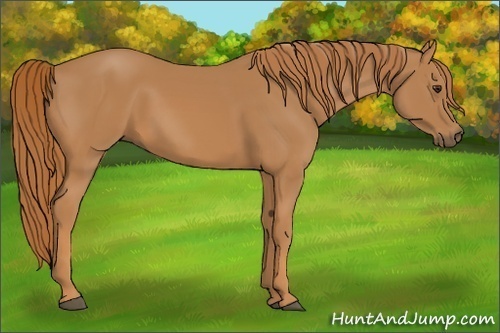 Horse Color:Chestnut 