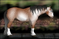 Horse Color:Gray Bay Splash Frame