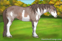 Horse Color:Bay Splash Appaloosa 