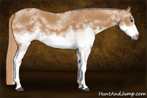 Horse Color:White Spotted Chestnut Frame 