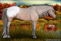 Horse Color:Brown Appaloosa 