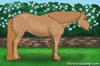 Horse Color:Chestnut Rabicano 