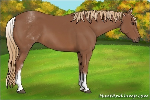 Horse Color:White Spotted Chestnut Sabino