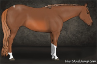 Horse Color:Liver Chestnut Tobiano 