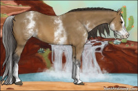 Horse Color:White Spotted Buckskin Sabino Splash 