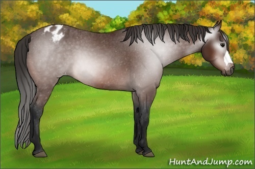 Horse Color:Unknown 