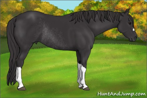 Horse Color:Unknown 