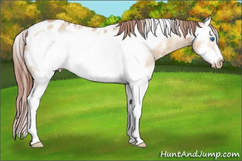 Horse Color: Unknown 