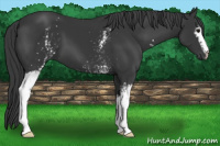 Horse Color:White Spotted Black 