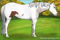 Horse Color:Bay Splash Tobiano 