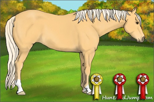Horse Color:Palomino 