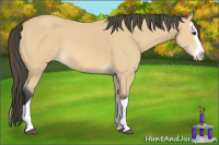 Horse Color:Buckskin Splash 
