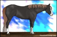 Horse Color:Liver Chestnut Sabino Splash 