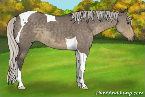 Horse Color: Silver Smoky Grullo Tobiano 